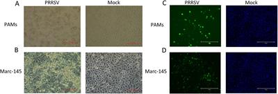 Isolation and identification, genome-wide analysis and pathogenicity study of a novel PRRSV-1 in southern China